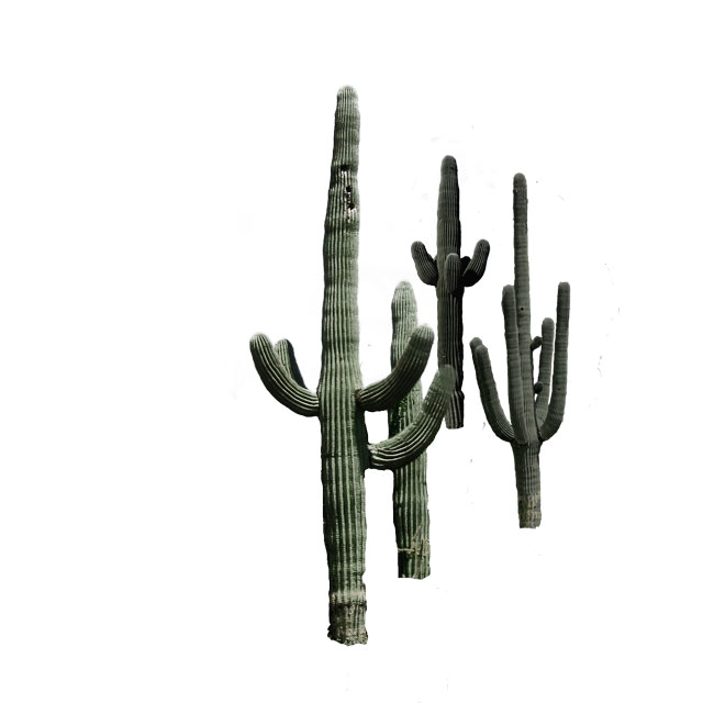 saguaro2